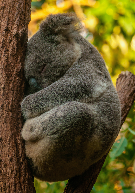 Sleeping koala poster for teenager - TenStickers