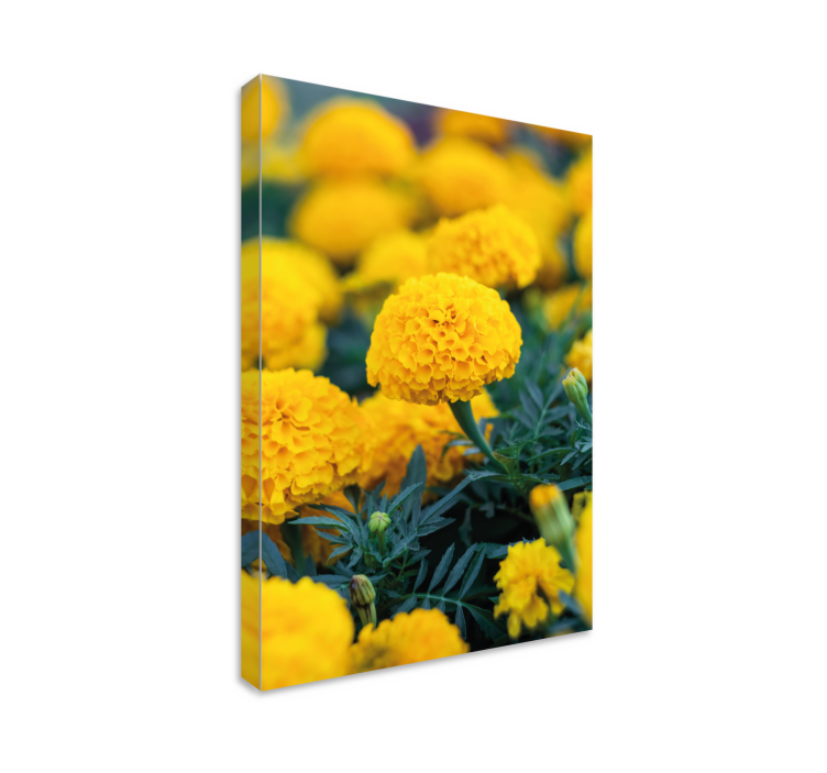 Flower canvas yellow marigold blossoms - TenStickers