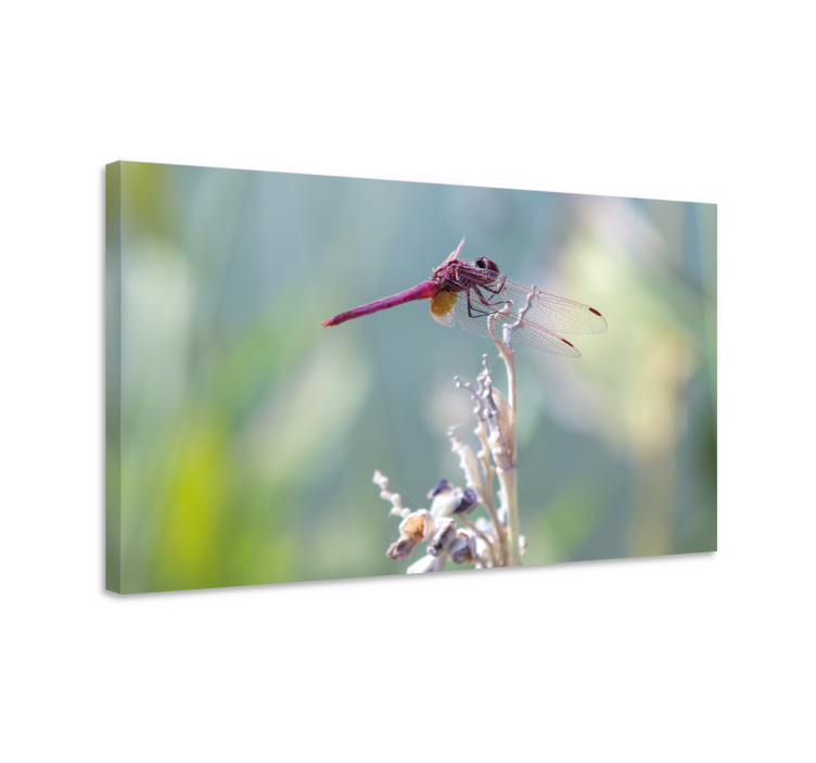 Delicate flower with dragonfly canvas - TenStickers
