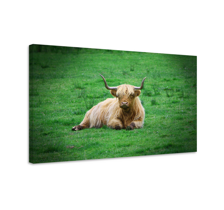 Animal canvas wall art highland cow relaxing - TenStickers