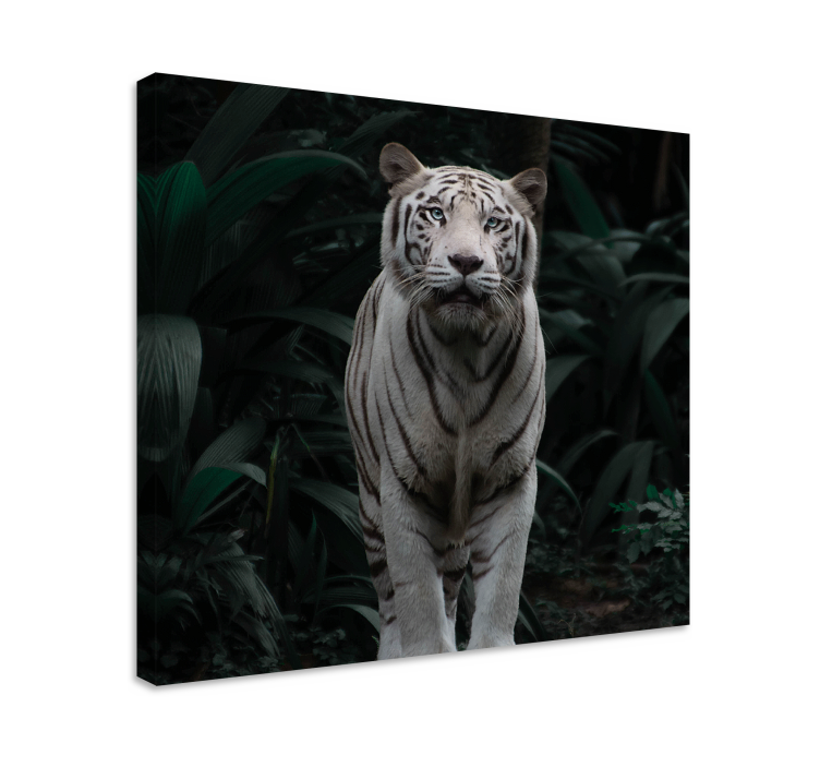 White tiger animal canvas prints - TenStickers