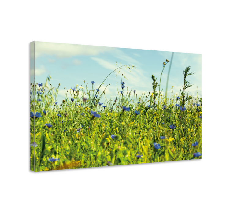 cornflower field picture flower canvas - TenStickers
