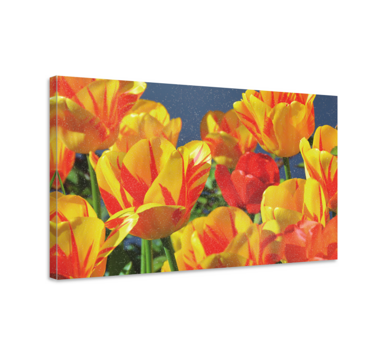 Vibrant tulip blossoms flowers canvas - TenStickers