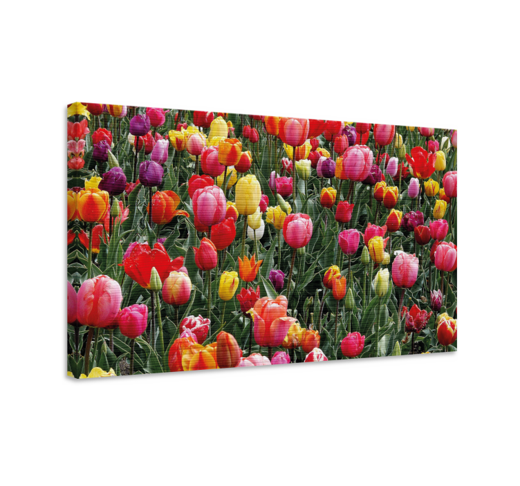 Flowers canvas colorful tulip blossoms - TenStickers