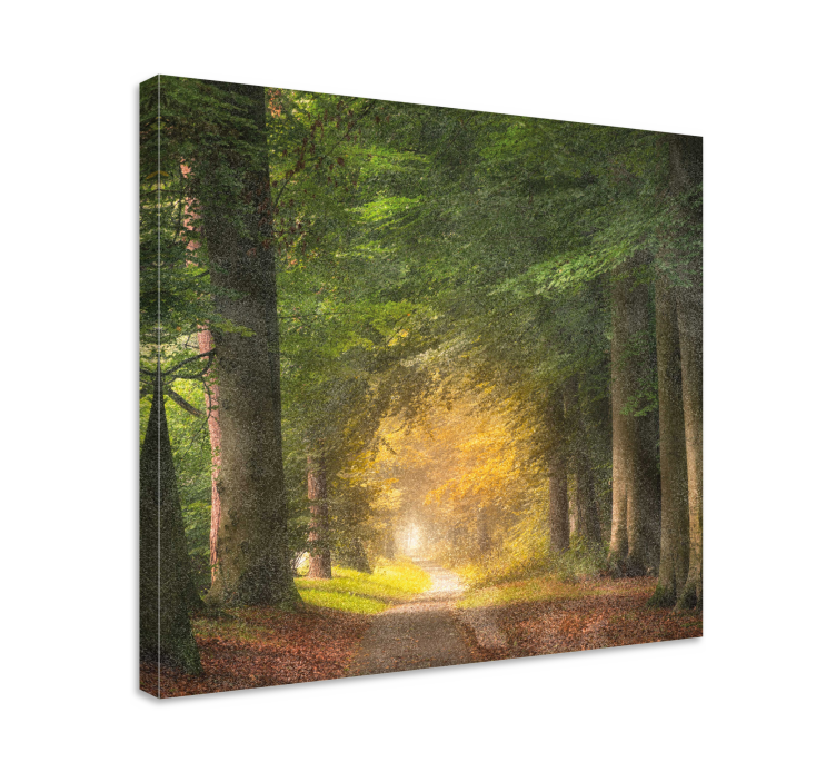 A walk through the forest landscape canvas - TenStickers