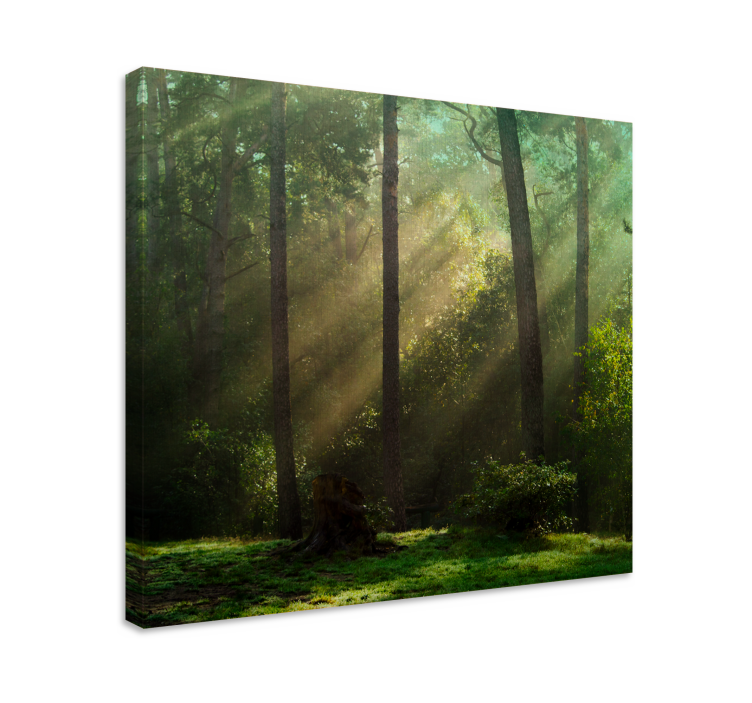 Deep green forest sunlight landscape canvas - TenStickers