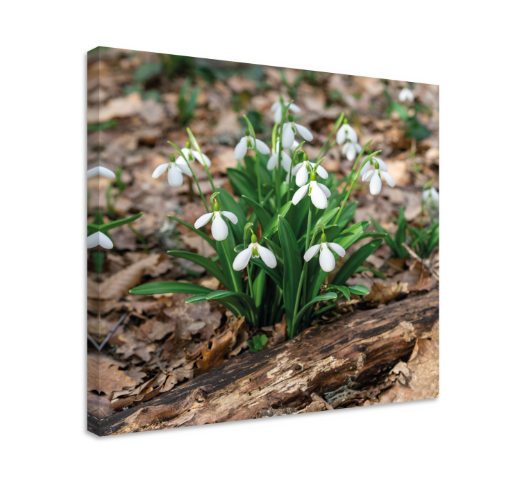 Snowdrops forrest landscape flower canvas - TenStickers