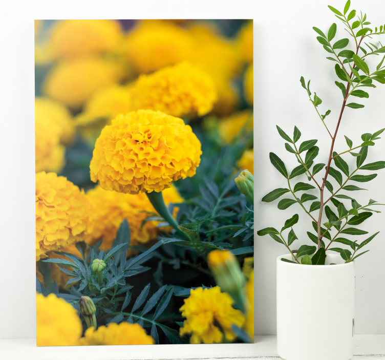 Flower canvas yellow marigold blossoms - TenStickers