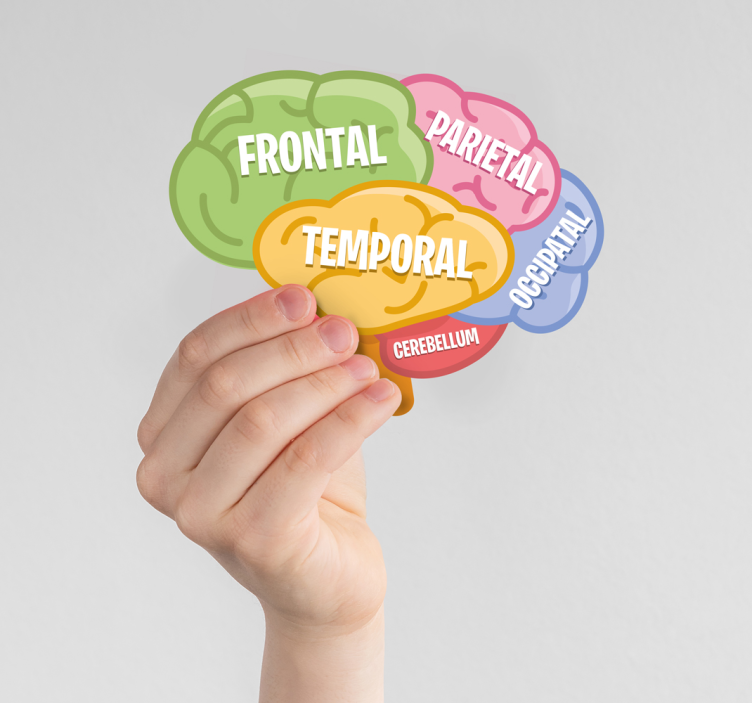 brain anatomy science stickers - TenStickers