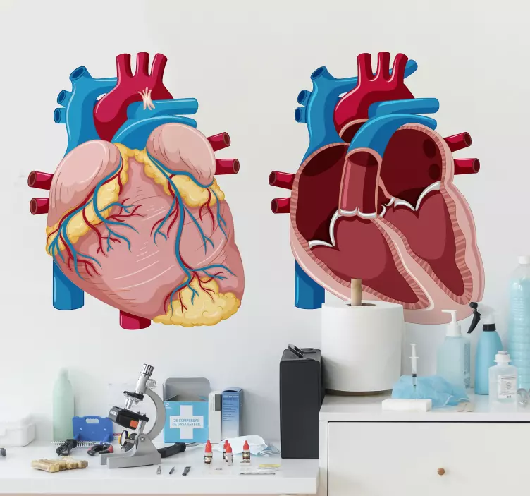 Illustration anatomy wall sticker - TenStickers