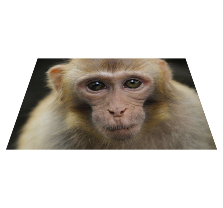 Realistic Monkey animal rug - TenStickers