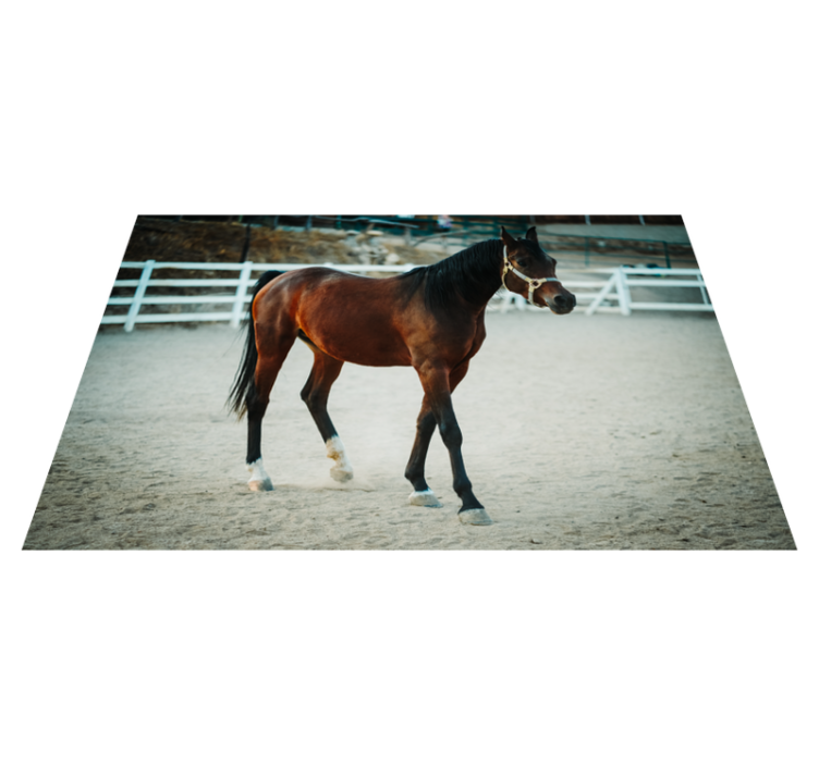 Majestic horse portrait animal vinyl rug - TenStickers