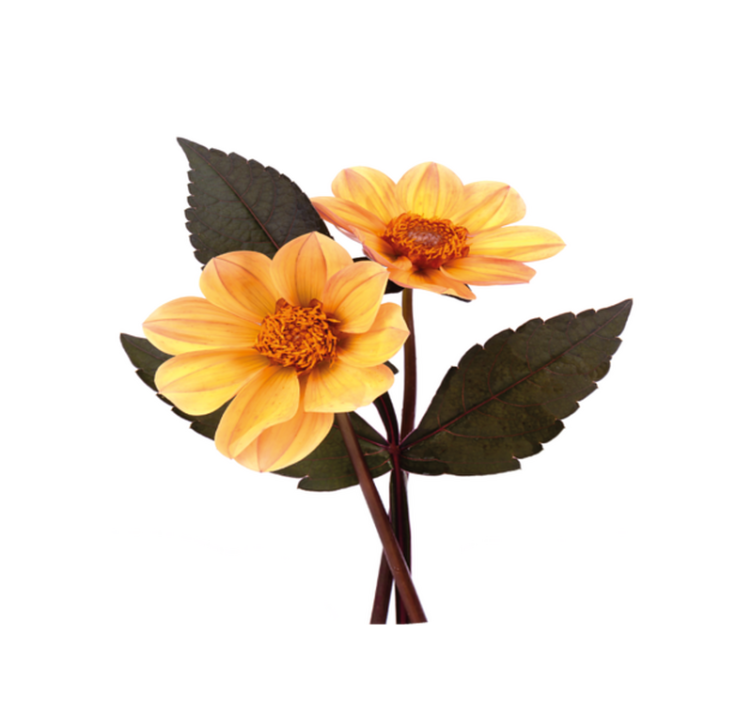 Yellow flowers and black leaves circular rug - TenStickers