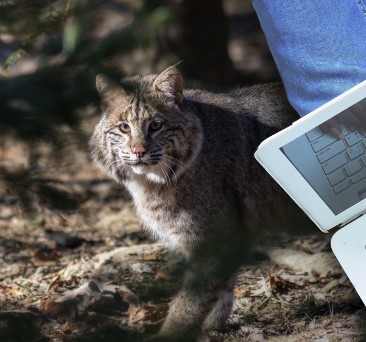 Wild cat scene animal vinyl rug - TenStickers