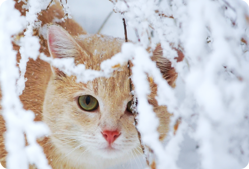 Animal vinyl rug featuring cat with stalactite - TenStickers