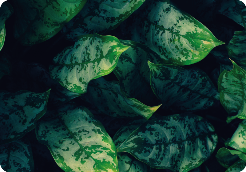 Flower vinyl rug with maranta leaves design - TenStickers