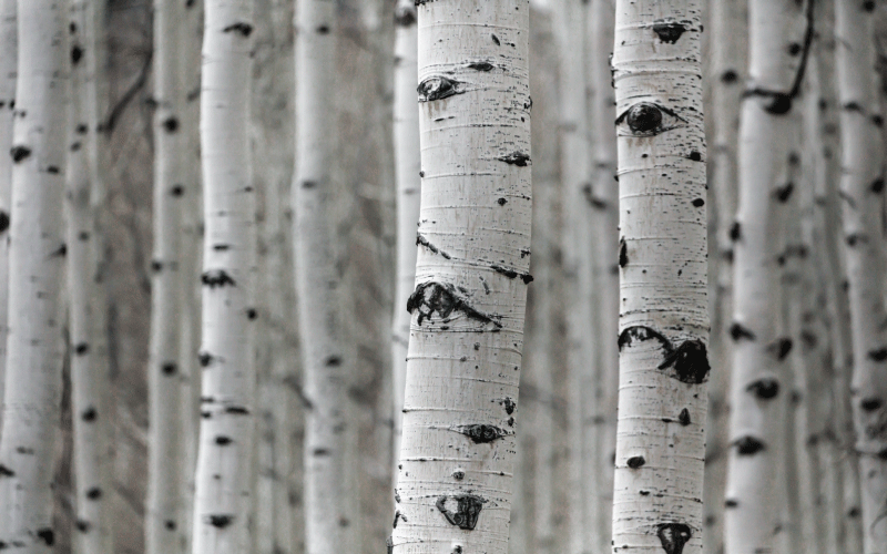 Flower vinyl rug birch forest landscape - TenStickers