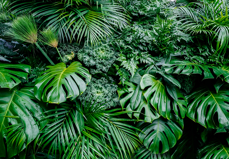 Green vinyl rug wallpaper sunny jungle - TenStickers