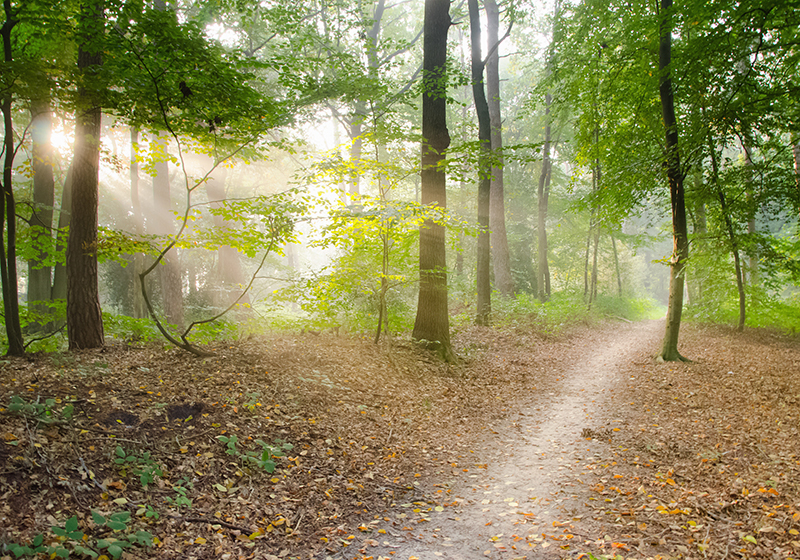 Green vinyl rug forest path tranquility - TenStickers