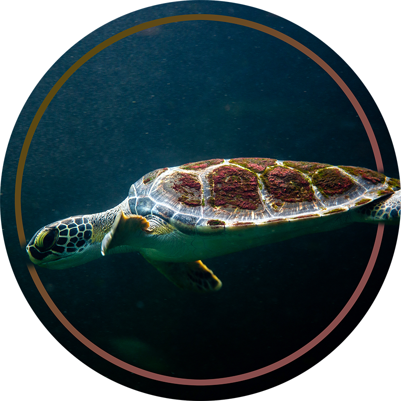 Swimming turtle animal vinyl rug - TenStickers