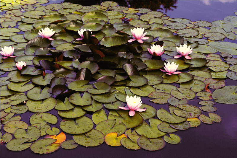 Lily Pond Beauty flower vinyl rug - TenStickers