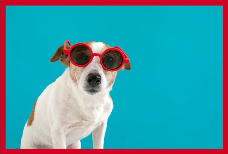 Sun glasses dog animal rug - TenStickers