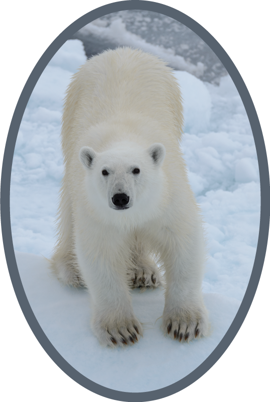 Polar bear image animal vinyl rug - TenStickers