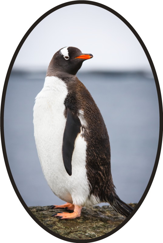 Majestic penguin animal rug - TenStickers