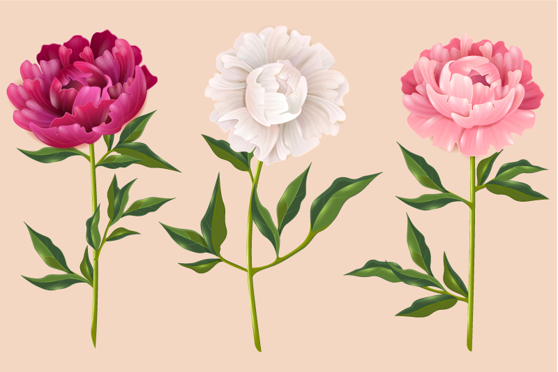 Peony different colours floral rug - TenStickers