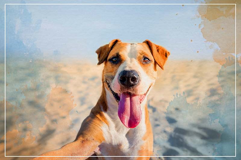 Smiling Canine Portrait animal vinyl rug - TenStickers