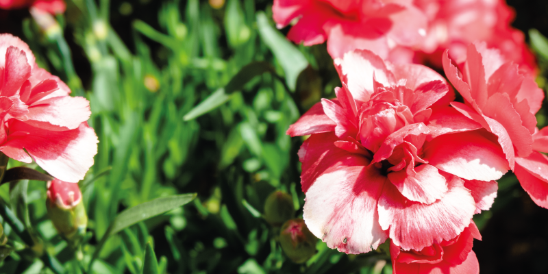 Pink blooms and grass flower vinyl rug - TenStickers