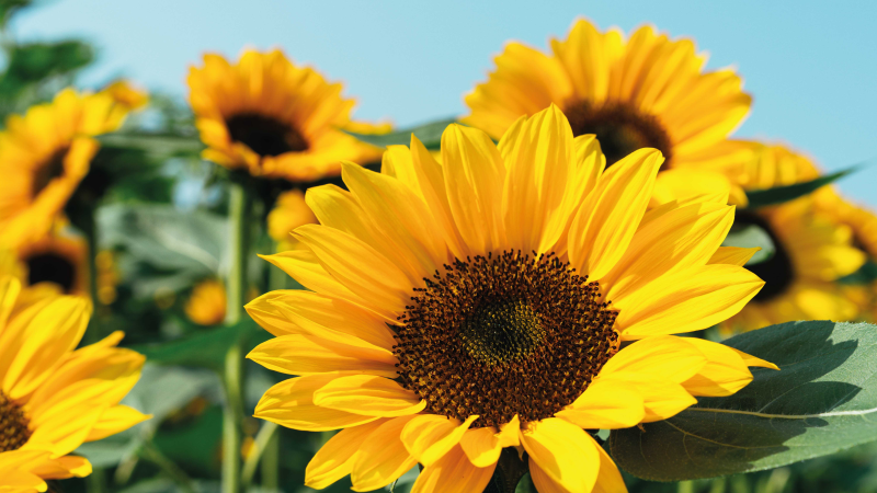 Bright sunflower design flower vinyl rug - TenStickers