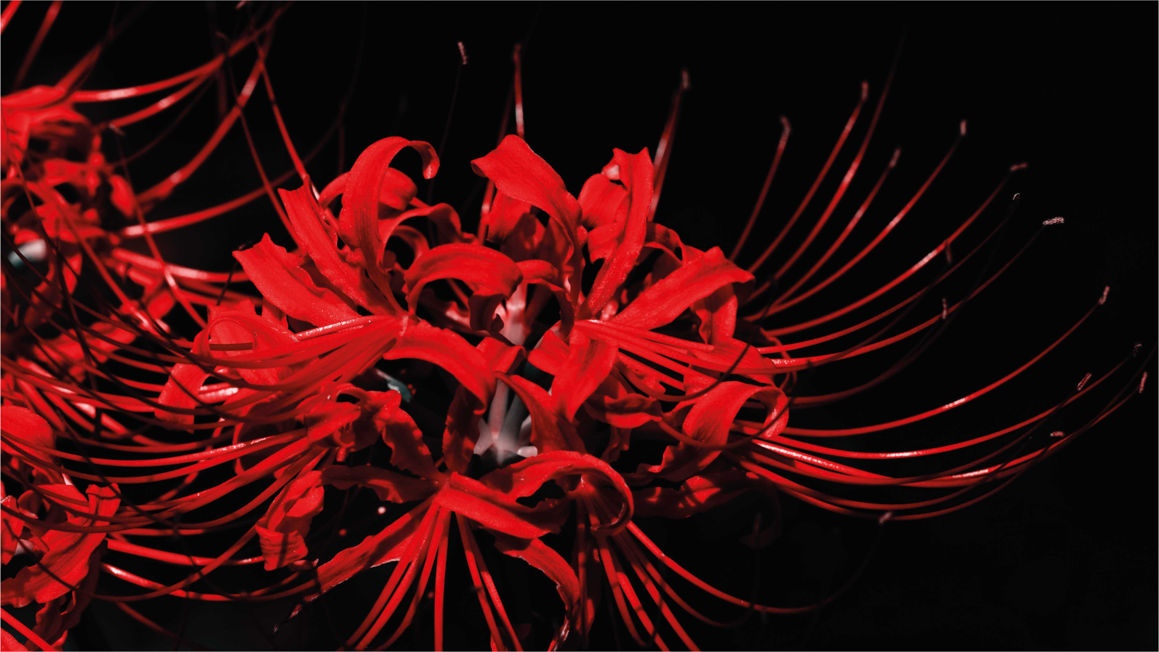 Red Floral Burst flower vinyl rug - TenStickers