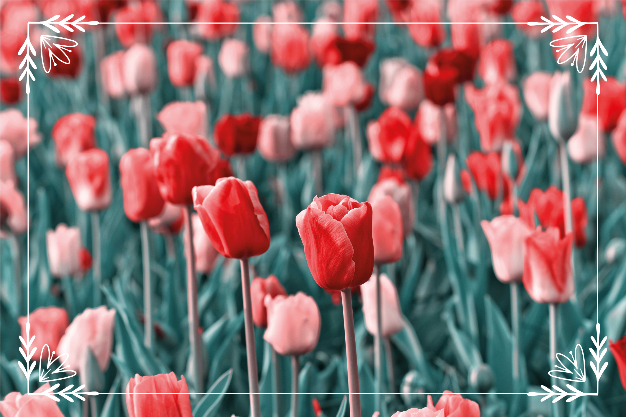 Different tulips close by floral rug - TenStickers