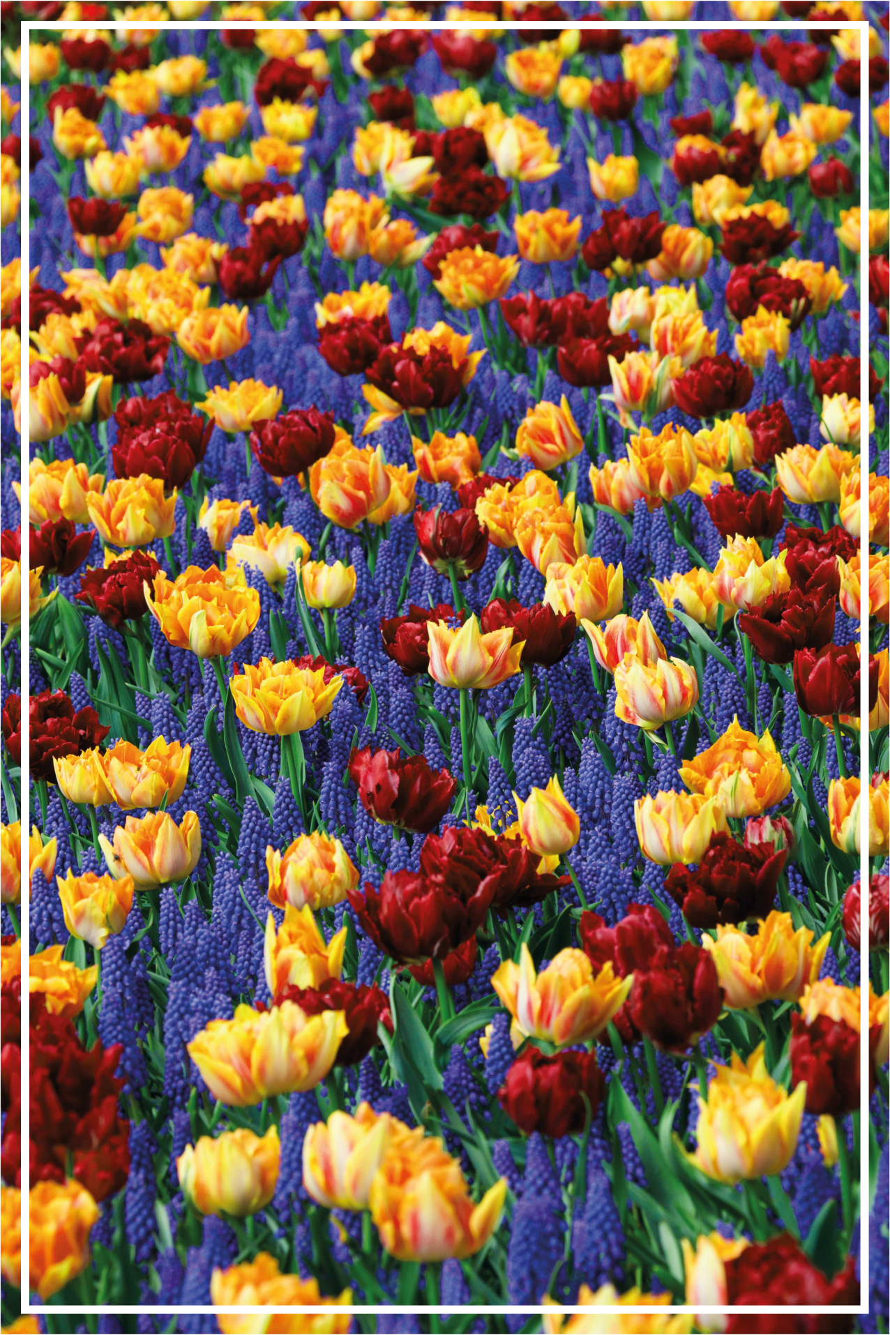 Tulip garden design flower vinyl rug - TenStickers