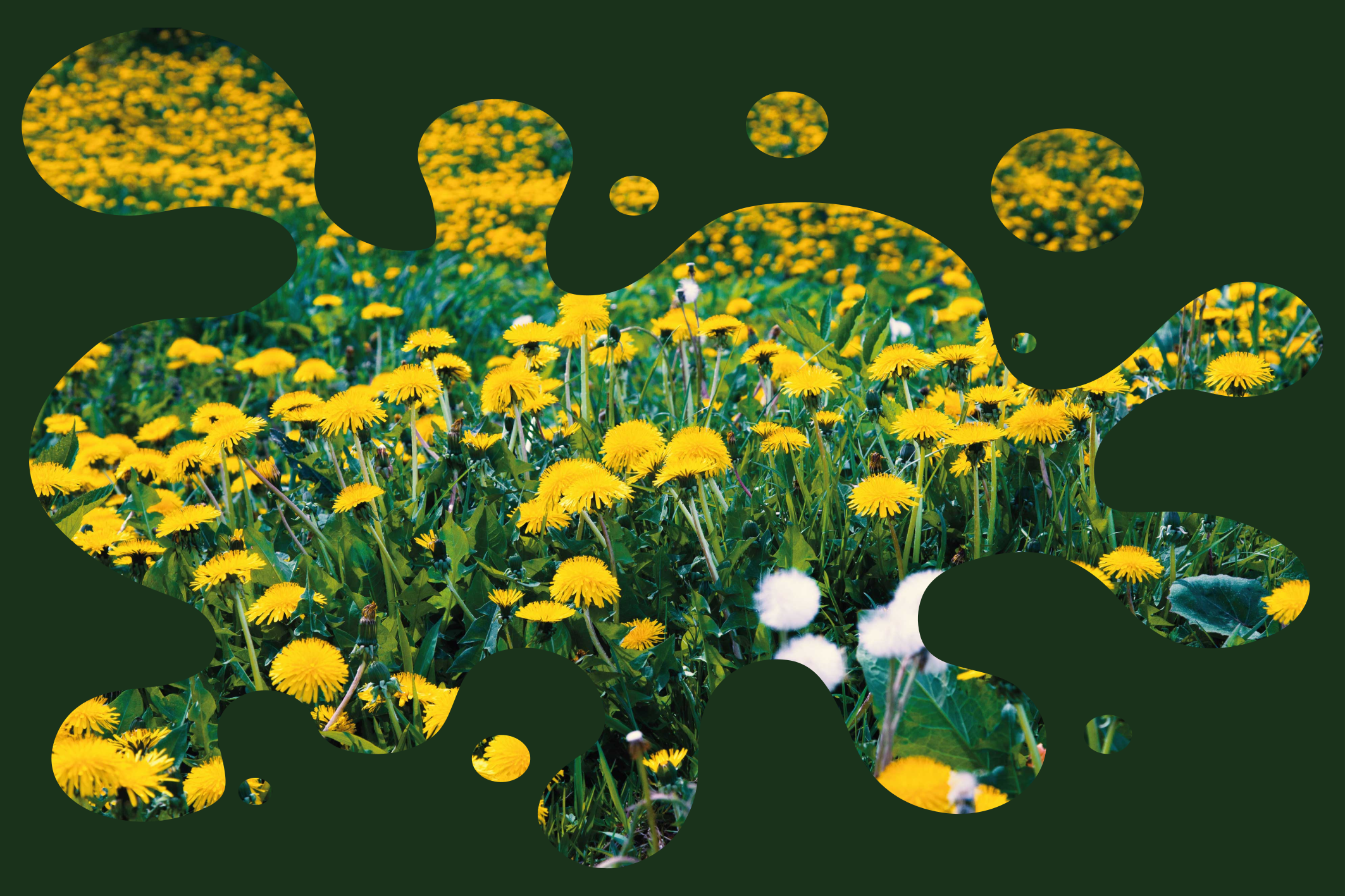 Dandelion Field flower vinyl rug - TenStickers