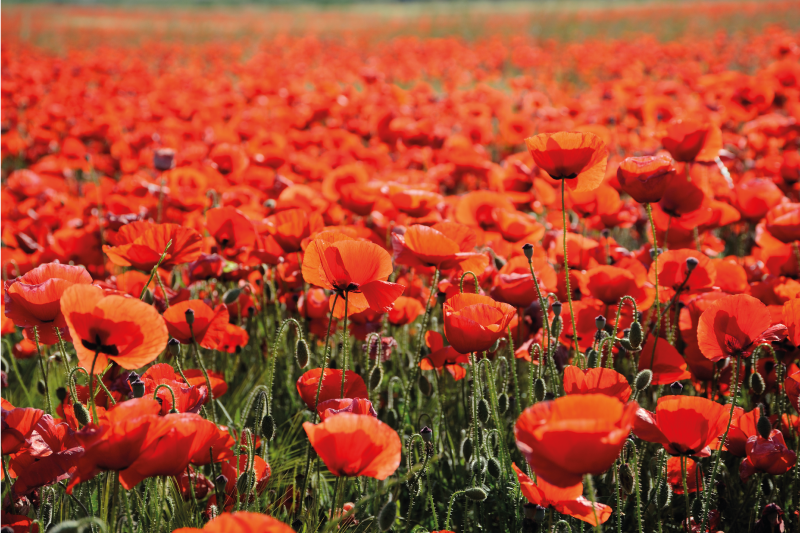 Vibrant Red Poppies flower vinyl rug - TenStickers