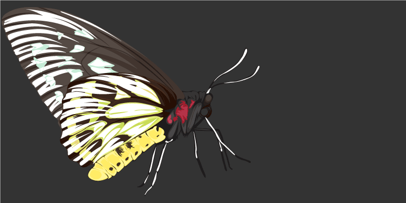 Butterfly Imagery nature vinyl rug - TenStickers