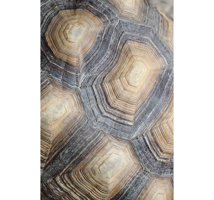 Living room wallpaper turtle shell design - TenStickers