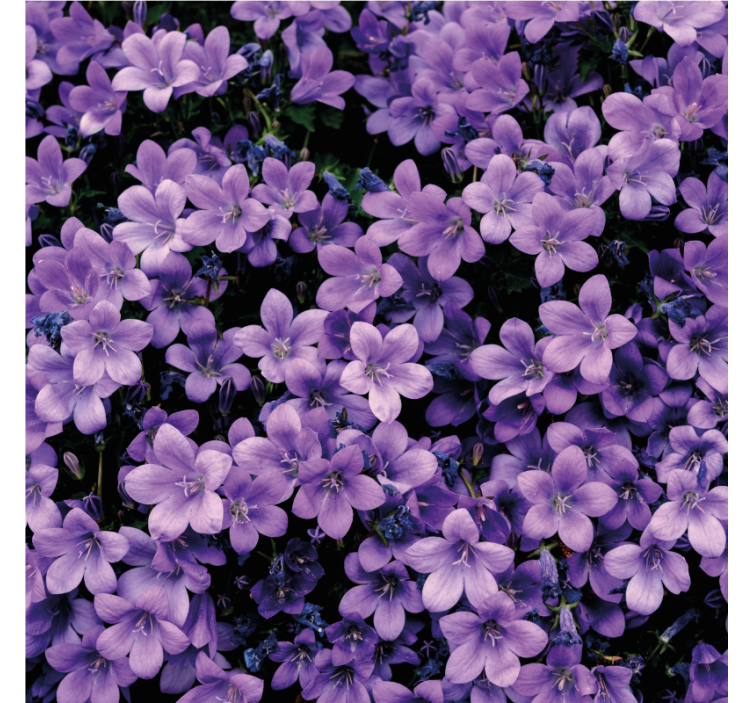 Flower wallpaper vague purple blooms - TenStickers