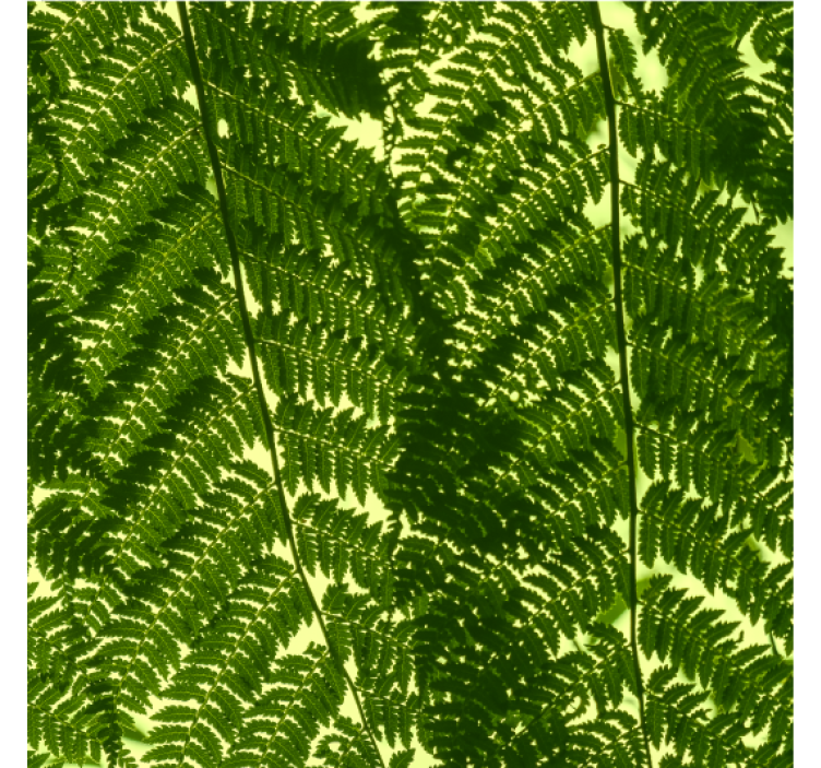 Scandinavian wallpaper green fern plant design - TenStickers